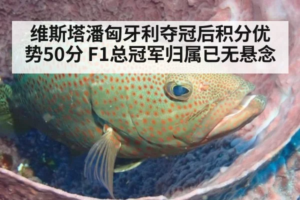 维斯塔潘匈牙利夺冠后积分优势50分 F1总冠军归属已无悬念